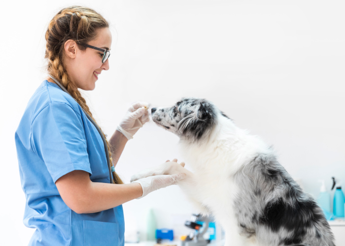 veterinarian-visit