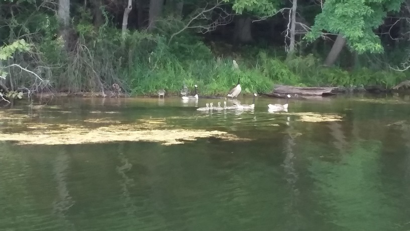 Outing_07.25.19_Geese